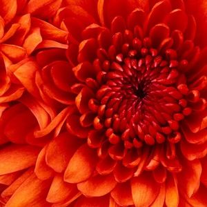 Meet your Posher, Ana